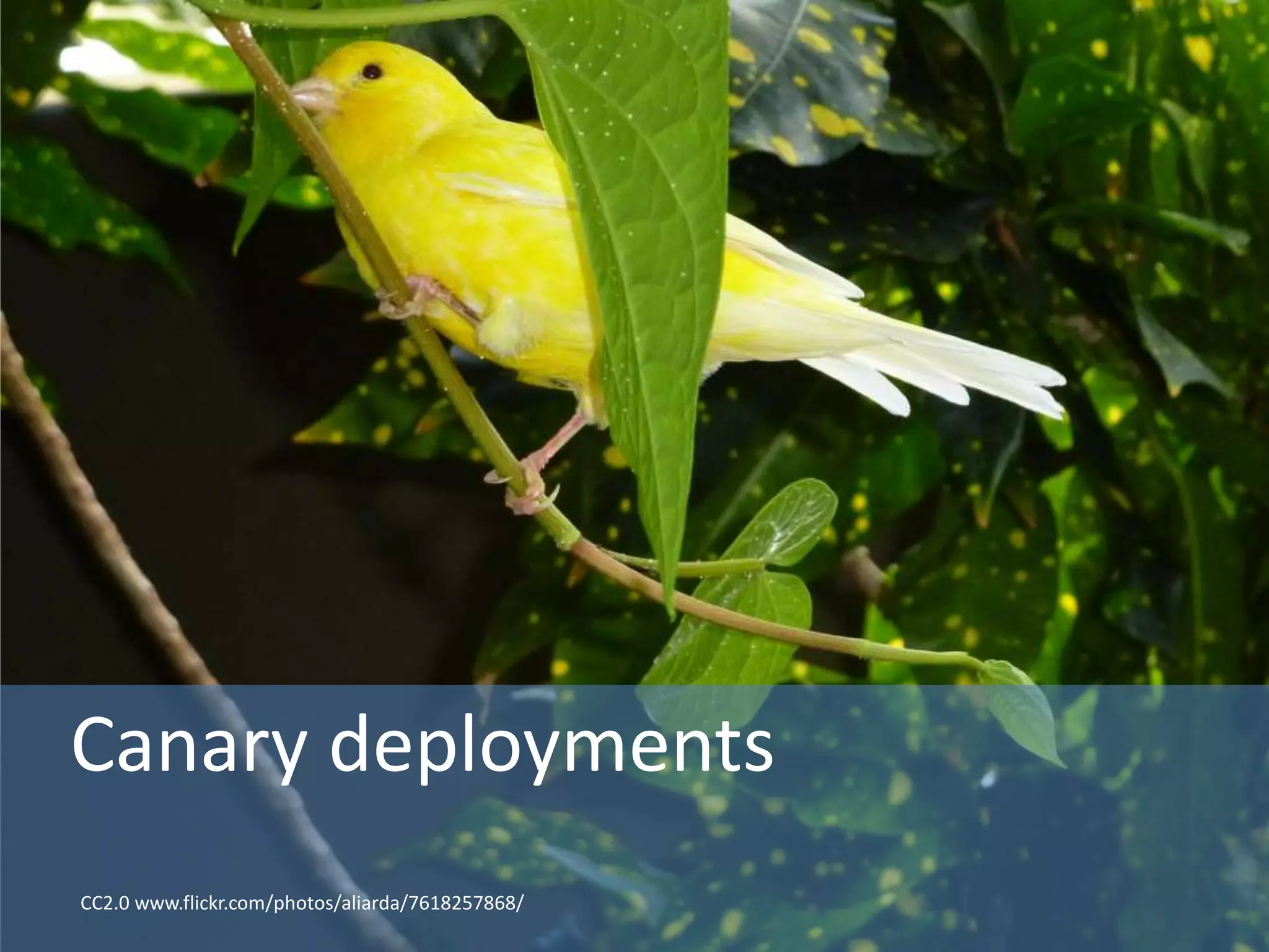 Canary deployments
CC2.0 www.flickr.com/photos/aliarda/7618257868/
 