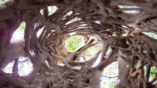 What is Strangler-Fig?
 