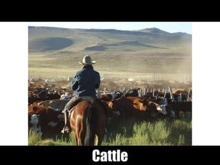 Cattle
 