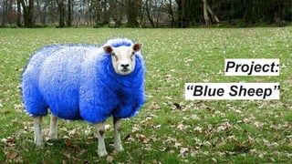 Project:
“Blue Sheep”
 