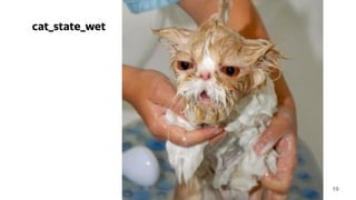 19
cat_state_wet
 