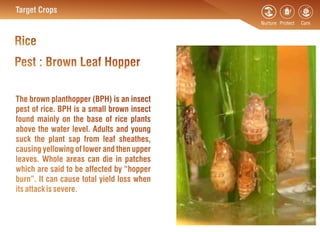 Hopperburn In Rice Devsena | PDF