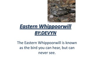 Eastern Whippoorwill
         BY:DEVYN
The Eastern Whippoorwill is known
 as the bird you can hear, but can
             never see.
 
