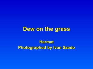 Dew on the grass Harmat Photographed by Ivan Szedo 