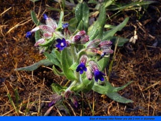 Size of theese little flower are abt 3 mm in diameter