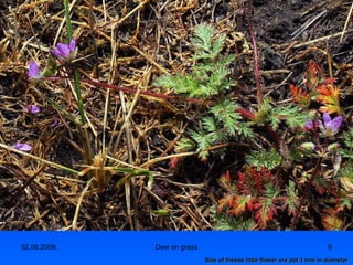 Size of theese little flower are abt 3 mm in diameter