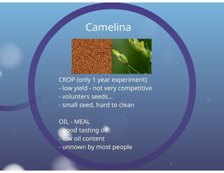 Dewavrin Oil Seed Production
