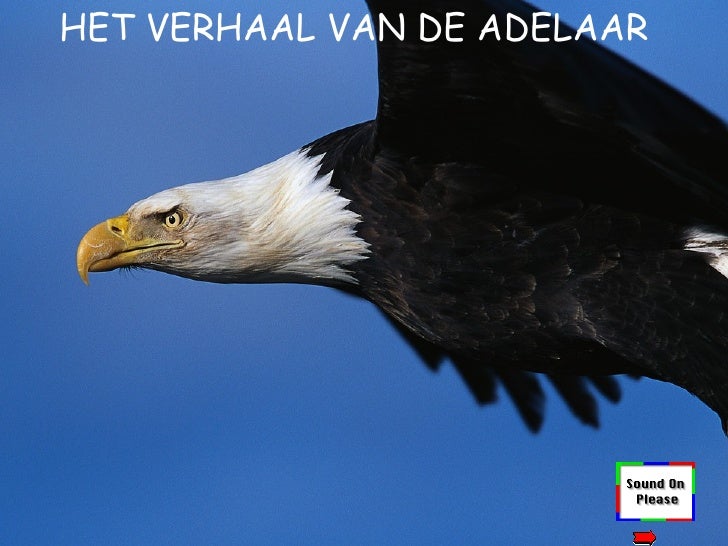 De Wedergeboorte Van De Adelaar