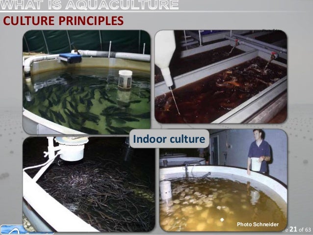 Transformasi Pangan Dunia dengan Teknologi Sustainable Aquaculture