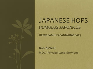 JAPANESE HOPS
HUMULUS JAPONICUS
HEMP FAMILY (CANNABACEAE)



Bob DeWitt
MDC- Private Land Services
 
