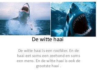 De witte haai
De witte haai is een roofdier. En de
haai eet soms een zeehond en soms
een mens. En de witte haai is ook de
grootste haai .
 