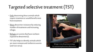 Targetedselectivetreatment(TST)
• Only dewormingthoseanimalswhich
requiretreatmentor wouldbenefitmost
from treatment.
• Slows dewormerresistanceby reducing
numberoftreatments andincreasing
refugia.
• Refugia are worms thathavenotbeen
exposedtodewormer(s).
• TST alsohelpsto identifyanimalswhich
are more resistantandresilientto worms
(and viceversa).
Refugiais nowthe primarystrategy
formaintainingdewormereffectiveness.
 