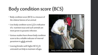 Bodyconditionscore(BCS)
• Bodyconditionscore(BCS) is a measureof
therelativefatnessof ananimal.
• Low bodyconditionscore(<2)is indicative
ofa nutritionissueandsuchanimalsare
moreproneto parasiticinfection.
• Variousstudieshaveshownbodycondition
scoreto bea reliableindicatorofinternal
parasitismin adult animals.
• LeavingfemaleswithhigherBCS (>3)
untreatedcanhelpto maintainrefugia.
Body condition scoresrangefrom 1 to 5.
 