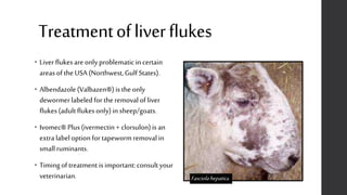 Treatmentofliverflukes
• Liver flukesare onlyproblematicincertain
areas of theUSA (Northwest,GulfStates).
• Albendazole(Valbazen®)is theonly
dewormerlabeledfor theremovalofliver
flukes(adultflukesonly)insheep/goats.
• Ivomec®Plus(ivermectin+ clorsulon)is an
extra labeloptionfor tapewormremovalin
smallruminants.
• Timingoftreatmentis important:consultyour
veterinarian. Fasciolahepatica_
 