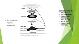  Eje hipotálamo-
hipófisis-
suprarrenal
CORTICOSTEROIDES:
- INFLAMACIÓN
- SIST. INMUNITARIO
- CATABOLISMO
PROTEINAS
- RPTA. ESTRÉS
- METAB. CHO
- CATABOLISMO
PROTEINAS
 