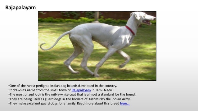 Top 5 Indian Dog Breeds in India