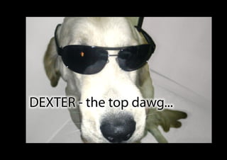 DEXTER - the top dawg...
 