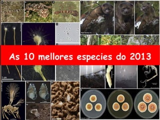 As 10 mellores especies do 2013
 