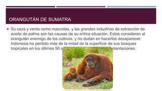 ORANGUTÁN DE SUMATRA
 Su caza y venta como mascotas, y las grandes industrias de extracción de
aceite de palma son las causas de su crítica situación. Estos consideran al
orangután enemigo de los cultivos, y no dudan en hacerlos desaparecer.
Indonesia ha perdido más de la mitad de la superficie de sus bosques
tropicales en los últimos 50 años para favorecer a estas plantaciones.
 