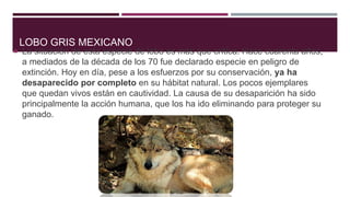 LOBO GRIS MEXICANO
 La situación de esta especie de lobo es más que crítica. Hace cuarenta años,
a mediados de la década de los 70 fue declarado especie en peligro de
extinción. Hoy en día, pese a los esfuerzos por su conservación, ya ha
desaparecido por completo en su hábitat natural. Los pocos ejemplares
que quedan vivos están en cautividad. La causa de su desaparición ha sido
principalmente la acción humana, que los ha ido eliminando para proteger su
ganado.
 