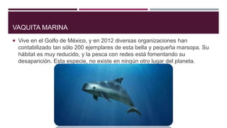 VAQUITA MARINA
 Vive en el Golfo de México, y en 2012 diversas organizaciones han
contabilizado tan sólo 200 ejemplares de esta bella y pequeña marsopa. Su
hábitat es muy reducido, y la pesca con redes está fomentando su
desaparición. Esta especie, no existe en ningún otro lugar del planeta.
 