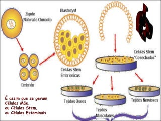 6 É assim que se geram  Células Mãe, ou Células Stem, ou Células Estaminais  