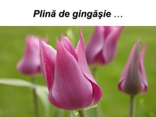 Plin ă  de ging ăş ie  … 