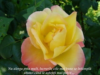 Nu alerga prea mult, lucrurile cele mai bune se  î nt â mpl ă  atunci c â nd le a ş tep ţ i mai pu ţ in ... 