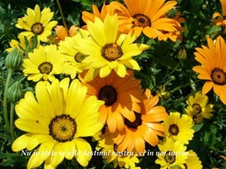 Nu  î n stele se afl ă  destinul nostru , ci  î n noi in ş ine... 