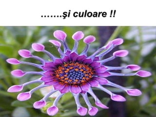 …… . ş i culoare !! 