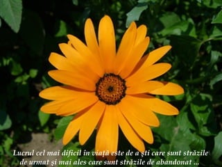 Lucrul cel mai dificil  î n via ţă  este de a  ş ti care sunt str ă zile de urmat  ş i mai ales care sunt str ă zile de abandonat ... 