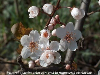 Viitorul apar ţ ine celor care cred  î n frumuse ţ ea viselor lor… 