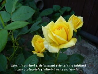 Efortul constant  ş i determinat este cel care  î nl ă tur ă  toate obstacolele  ş i elimin ă  orice rezisten ţă … 