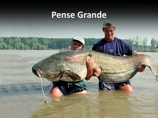 Profissão… Negócios  ou  Carreira