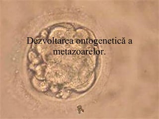Dezvoltarea ontogenetică a metazoarelor. 
