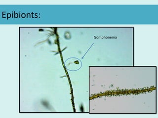 Epibionts:
Gomphonema
 