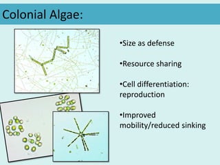 •Size as defense
•Resource sharing
•Cell differentiation:
reproduction
•Improved
mobility/reduced sinking
Colonial Algae:
 