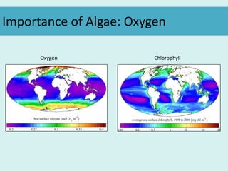 Importance of Algae: Oxygen
Oxygen Chlorophyll
 