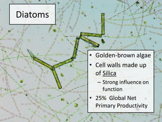 Diatoms
• Golden-brown algae
• Cell walls made up
of Silica
– Strong influence on
function
• 25% Global Net
Primary Productivity
 
