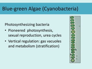 Blue-green Algae (Cyanobacteria)
Photosynthesizing bacteria
• Pioneered photosynthesis,
sexual reproduction, urea cycles
• Vertical regulation: gas vacuoles
and metabolism (stratification)
 