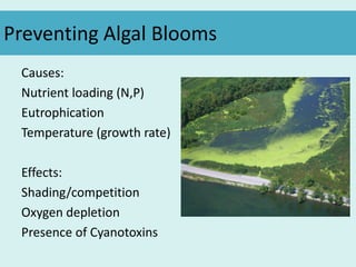 Preventing Algal Blooms
Causes:
Nutrient loading (N,P)
Eutrophication
Temperature (growth rate)
Effects:
Shading/competition
Oxygen depletion
Presence of Cyanotoxins
 