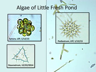 Algae of Little Fresh Pond
Pediastrum, LFP, 1/12/15
Synura, LFP, 1/12/15
Staurastrum, 12/22/2014
 