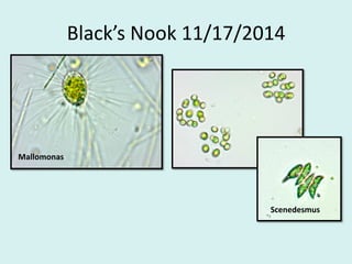 Black’s Nook 11/17/2014
Scenedesmus
Mallomonas
 