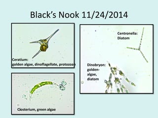 Black’s Nook 11/24/2014
Ceratium:
golden algae, dinoflagellate, protozoan
Closterium, green algae
Centronella:
Diatom
Dinobryon:
golden-
algae,
diatom
 