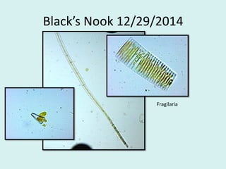 Black’s Nook 12/29/2014
Fragilaria
 