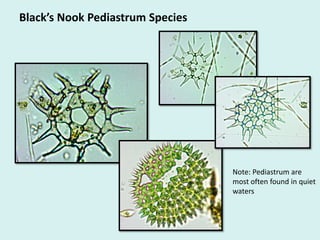 Black’s Nook Pediastrum Species
Note: Pediastrum are
most often found in quiet
waters
 