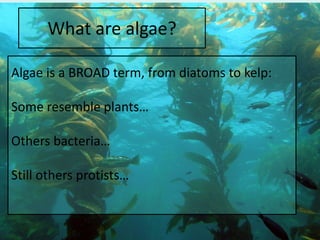 What are algae?
Algae is a BROAD term, from diatoms to kelp:
Some resemble plants…
Others bacteria…
Still others protists…
 