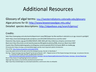 Additional Resources
Glossary of algal terms: http://westerndiatoms.colorado.edu/glossary
Algae pictures for ID: http://www.keweenawalgae.mtu.edu/
Detailed species descriptions: http://algaebase.org/search/genus/
Credits:
Kelp-http://www.geog.ucsb.edu/events/department-news/983/paper-by-libe-washburn-selected-as-an-agu-research-spotlight/
Sloth-https://animalartsdesignstudio.wordpress.com/2013/09/19/biomimicry-and-the-sloth/
Diatomite-http://pubs.usgs.gov/fs/2006/3044/fs-2006-3044.pdf, http://elkorose.schopine.com/vivian.html
Black duck-http://bna.birds.cornell.edu/bna/species/481/galleries/photos/RNB_American-Black-Duck-0007
Coyote-http://featheredphotography.com/blog/wp-content/uploads/2012/12/coyote-8829-ron-dudley.jpg
O2 production-https://scripps.ucsd.edu/biblio/algae-worlds-most-important-plants-introduction
Tree of life http://www.encognitive.com/node/10795
Cycle-Microbial control of the dark end of the biological pump, Herndl, G; Reinthaler,T
Herring: "Clupea harengus Gervais.flipped" by Gervais et Boulart, 1877 - flipped version of File:Clupea harengus Gervais.jpg - Les poissons Gervais,
H.. Licensed under Public Domain via Wikimedia Commons -
http://commons.wikimedia.org/wiki/File:Clupea_harengus_Gervais.flipped.jpg#mediaviewer/File:Clupea_harengus_Gervais.flipped.jpg
Bloom-http://www.clf.org/blog/tag/nutrient-pollution/
Algae age-http://www.ucmp.berkeley.edu/bacteria/cyanofr.html
Algal maps:http://askabiologist.asu.edu/explore/plankton, world ocean atlas via wikipedia
 