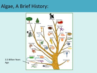 Algae, A Brief History:
3.5 Billion Years
Ago
 