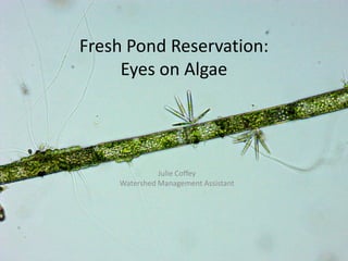 Fresh Pond Reservation:
Eyes on Algae
Julie Coffey
Watershed Management Assistant
 